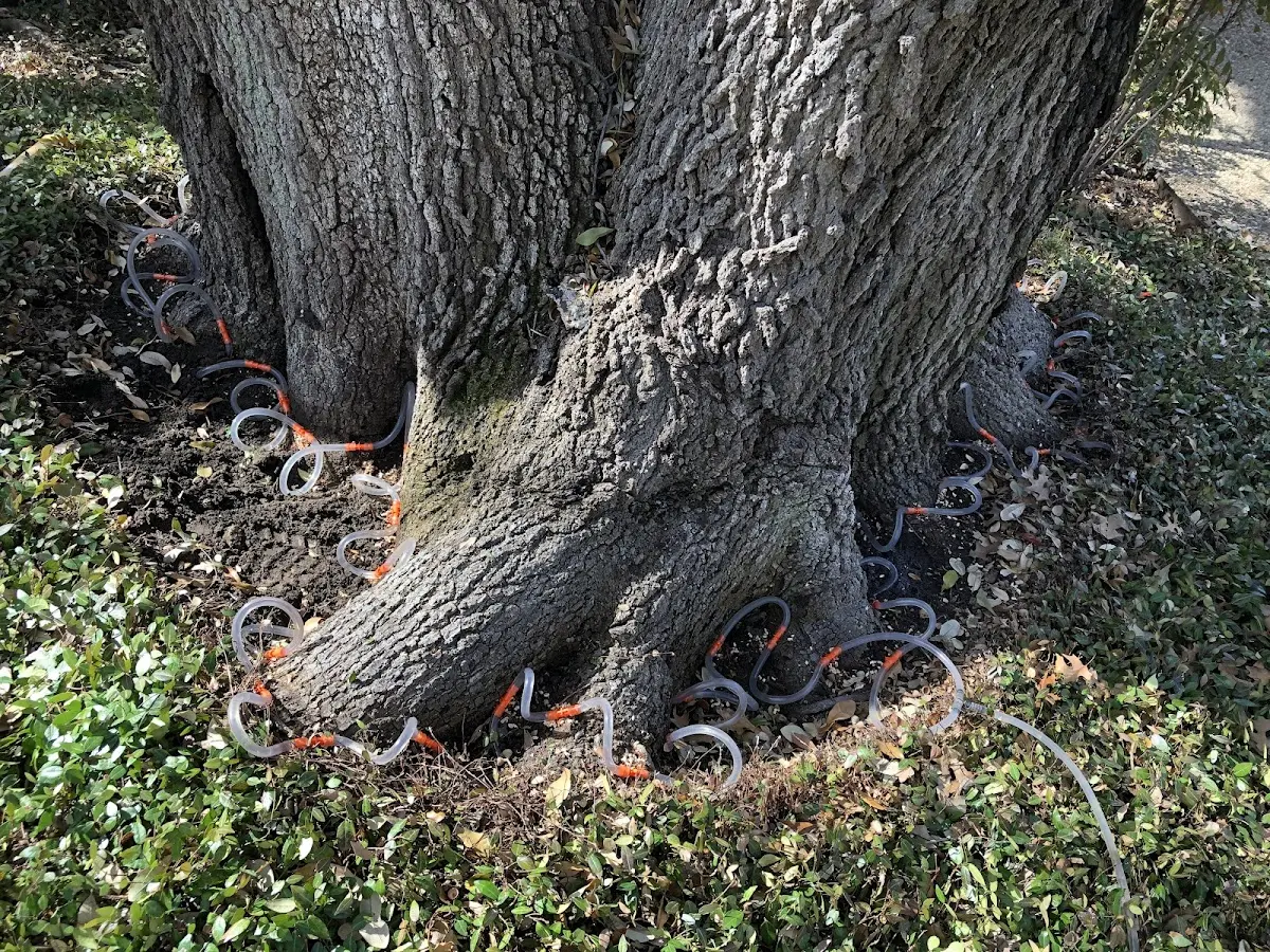 Detailed Tree Cabling and Bracing job site in Washington